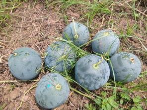 德格县吃瓜,瓜果飘香，品味田园生活新篇章