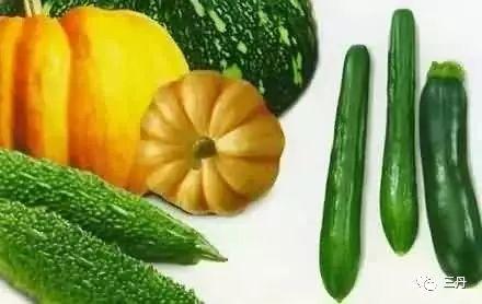 保护瓜吃瓜,保护瓜吃瓜行动