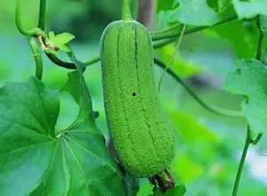 保护瓜吃瓜,保护瓜吃瓜行动