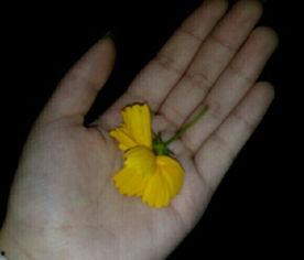 吃不吃瓜视频素材,吃不吃瓜视频素材深度解析