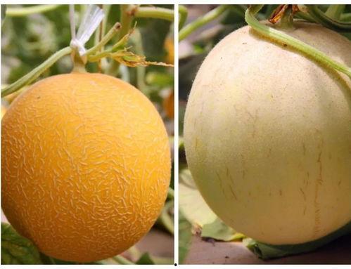 夏天晚上吃蜜瓜,清凉甜蜜的味蕾之旅