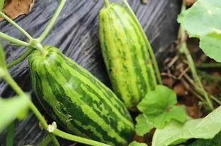 名字里吃瓜啥意思,网络热词背后的文化现象