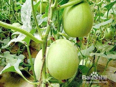 吃瓜姜眠,揭秘美食与梦境的奇妙交融