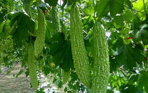 坚瓜怎么吃,探索美味与营养的完美结合