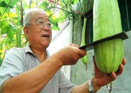 农村大爷吃瓜,悠闲生活的一抹清凉