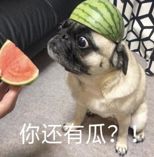 吃瓜表情包动物,趣味横生的动物界“吃瓜群众”