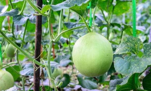 吃薯瓜吃的嗓子疼