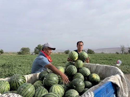 不同国家吃瓜,风味独特的本土美食探索