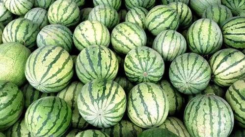 外国吃籽瓜,探索外国吃籽瓜的独特魅力