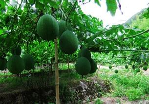 香炉吊瓜怎么吃,解锁美味新体验