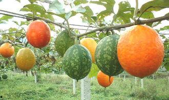 香炉吊瓜怎么吃,解锁美味新体验