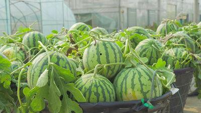 武陟温县吃瓜视频,揭秘当地特色美食与风土人情