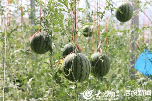 长垣最新吃瓜视频,揭秘当地热门事件背后的真相