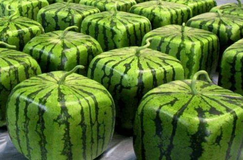 吃瓜者中国,网络舆论场中的围观力量