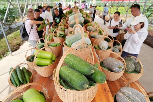 吃瓜群众蔬菜,揭秘日常饮食中的绿色秘密