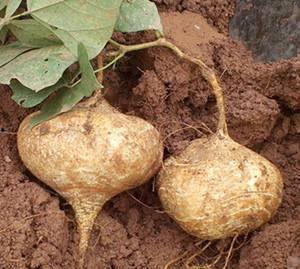 吃瓜背后黑产案例