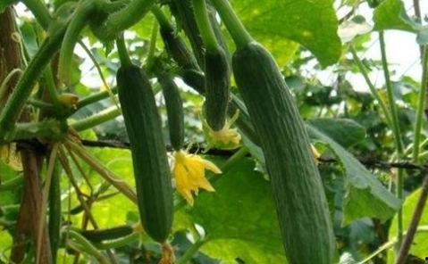 连续吃很多个瓜