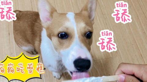 狗吃意大利瓜,意大利瓜的奇妙滋味