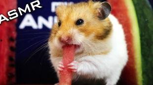 娱乐吃瓜酱仓鼠